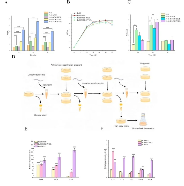 The results of ICL expression. (A) The CA titer of different strains obtained by expressing ICL with pINA1312 plasmid; (B) The OD600 value of different strains obtained by expressing ICL with pINA1312 plasmid; (C) The CA titer of different strains obtained by expressing ICL with rDNA-HUH plasmid; (D