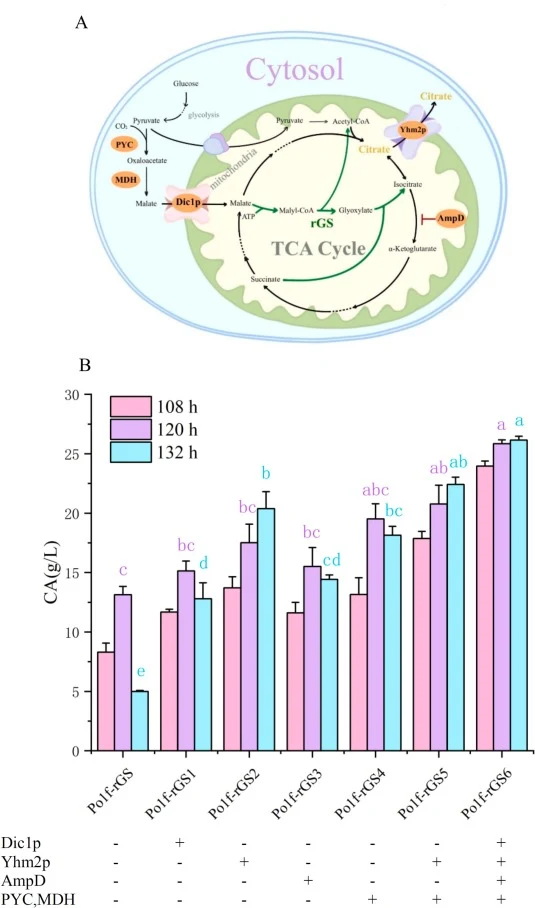 Strategies and results of metabolic pathway optimization. (A) Related enzymes and transporters used to increase CA production; (B) CA titers of strains optimized by different metabolic pathways. PYC: pyruvate carboxylase, MDH: malate dehydrogenase, AMPD: adenosine monophosphate deaminase, Dic1p: mal