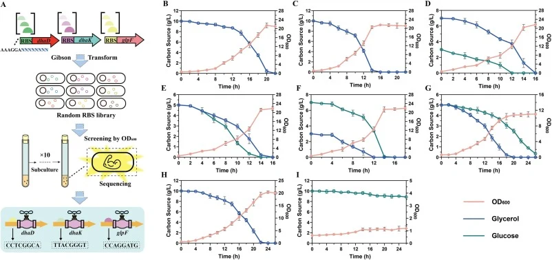 Glycerol utilization and growth performance of engineered C. glutamicum strains under mixed carbon sources. (A) The schematic diagram of construction of the glycerol metabolic pathway via RBS library-based pathway optimization strategy. (B) Glycerol consumption profile of strain CgC36 (non-RBS-optim