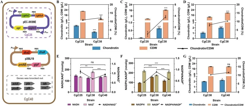 Fermentation performance following parallel metabolic pathway engineering and metabolic homeostasis restoration via cofactor regulatory control. (A) Schematic representation of metabolic engineering strategies in C. glutamicum parental strain CgC25 vs. engineered strain CgC40. (BD) Shake flasks ferm