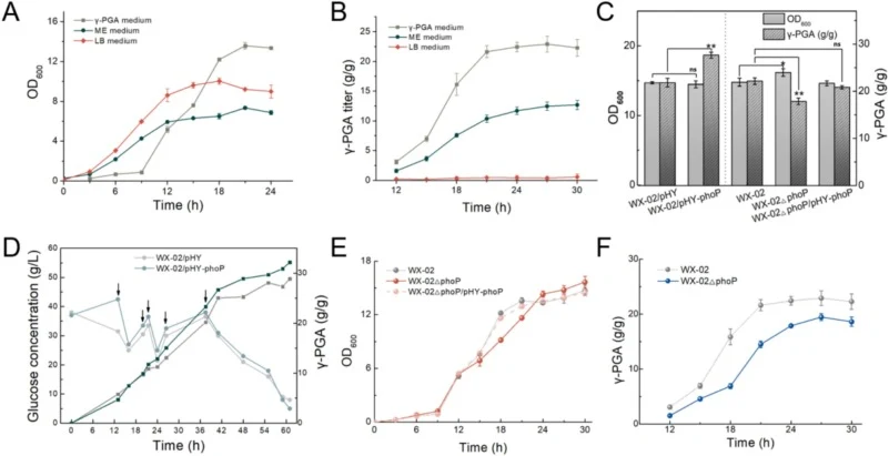 Effects of PhoP overexpression and deletion on γ-PGA production. A: Biomass of WX-02 in different medium. B: γ-PGA titer of WX-02 in different medium. C: γ-PGA titer and biomass of recombinant strains with phoP overexpression, deletion, or complementation, and in control strains. D: The fermentation