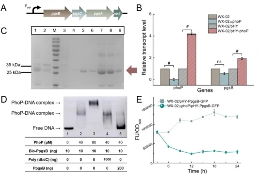Regulation of γ-PGA synthesis gene pgsB mediated by PhoP. A: Schematic diagram of γ-PGA synthetic gene cluster. B: The transcriptional level of γ-PGA synthetase gene pgsB. C: Detection of purified PhoP protein: Lane 1, samples after isopropyl β-D-1-thiogalactopyranoside induction; lane 2, samples af