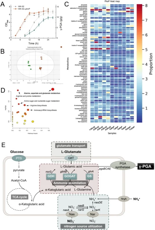 Effects of phoP deletion on intercellular metabolic pathways. A: Biomass and γ-PGA titer of WX-02△phoP and WX-02 in ME medium containing 10 g/L NaNO3. Sphere: Biomass; Square: γ-PGA titer. B: OPLS-DA (Orthodontic-partial least squares discriminant analysis) of WX-02△phoP and WX-02. C: Heatmap of dif