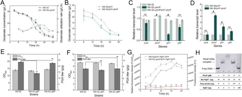 Positive regulation of glutamate utilization mediated by PhoP. A: The concentration and utilization rate of sodium glutamate. B: Changes in the sodium glutamate concentration of WX-02/pHY and WX-02/pHY-phoP. C: The relative transcriptional levels of gltT and gltP genes in phoP deletion strain. D: Th