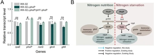 Positive regulation of ammonia assimilation by PhoP through GlnR and TnrA. A: The transcriptional level of rocG, glnA, and gltA. B: Network model of comprehensive regulation of nitrogen metabolism by PhoP. Each bar represents the average value of three independent experiments (n = 3). The error bars