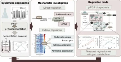 Unraveling the chrono-regulatory function of PhoP in nitroge
