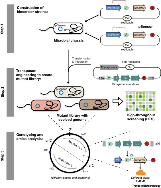 Biosensor-guided indexing of genome evolution (BRIDGE) for the construction of marker-free chemical-producing strains. A replicable pSensor plasmid contains either a repressor-based circuit or an activator-based circuit that could specifically respond to the compound produced by the biosynthetic pat