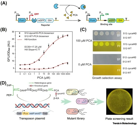BRIDGE-aided construction of PCA-producing mutant library of P. putida. (A) Schematic design of PCA-responsive biosensor. The transcriptional repressor PcaV controls the green fluorescent protein reporter gene (eGFP) and the gentamicin resistance (GmR) gene under the PLV promoter. When PCA binds to