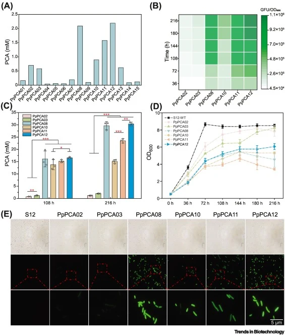Characterization of PCA production in engineered P. putida. (A) Preliminary screening of PCA levels produced by mutant P. putida. Experiments were carried out using 14-ml shake tubes. (B) Heatmap of fluorescence intensity over cell density (GFU/OD600) of PCA-producing P. putida. Time course of PCA t