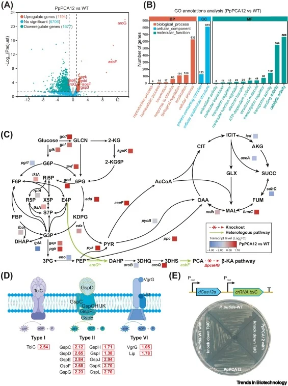 Comparative transcriptome analysis of high-yield strain PpPCA12. (A) Volcano plotting of differentially expressed genes (DEGs). RNA-seq profile was compared between PpPCA12 and wild-type strain during the logarithmic growth phase (OD600 = 1.2). (B) GO annotations analysis of DEGs. (C) Central metabo