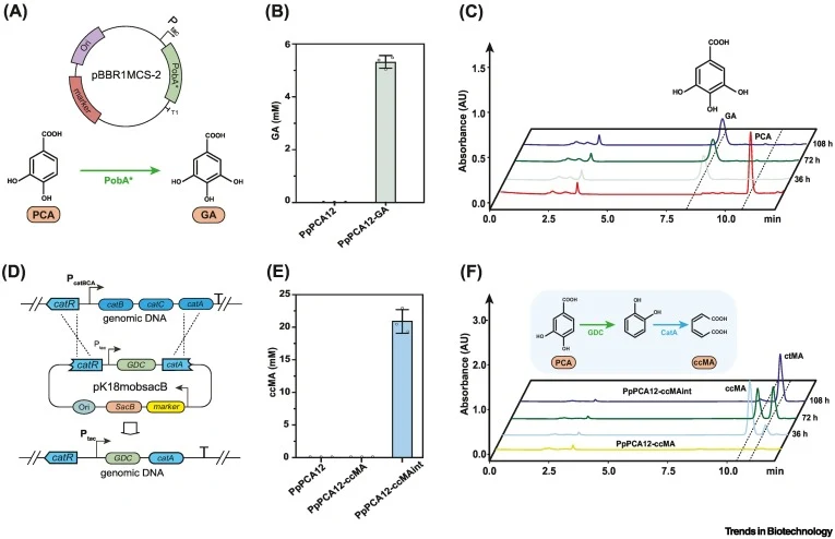 Engineering P. putida as a platform for GA and ccMA production. (A) Schematic diagram of GA biosynthesis from PCA. (B) GA production based on plasmid expression system under shake flask conditions. The strain PpPCA12-GA was derived from PpPCA12 transformed with the plasmid pGBR-Ptac-PobA*. Data repr