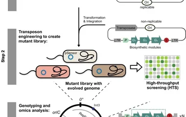 生物传感器引导的基因组进化索引技术：推动微生物化学品合成