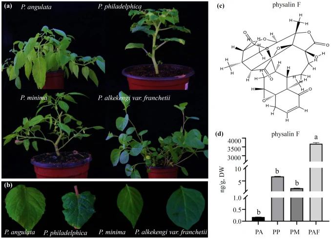 Variation in physalin contents among four Physalis species. (a) Representative image of P. angulata, P. minima, P. philadelphica, and P. alkekengi var. franchetii grown under greenhouse conditions. (b) Images of leaves from the four test plants. (c) Chemical formula of physalin F. (d) Quantification