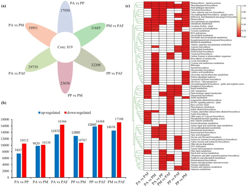 Identification of differentially expressed genes (DEGs) among four Physalis species. (a) Venn diagram illustrating the number of DEGs identified in six pairwise comparisons: PA vs PP, PA vs PM, PA vs PAF, PP vs PM, PP vs PAF, and PM vs PAF. “Core 819” represents the 819 genes differentially expresse