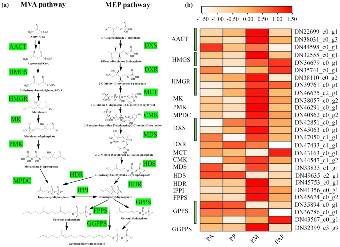 Differential expression of genes involved in the MVA and MEP pathways in Physalis species. (a) Schematic overview of the MVA and MEP pathways. Enzyme abbreviations are as follows: AACT, acetyl-CoA C-acetyltransferase; HMGS, 3-hydroxy-3-methylglutaryl-CoA synthase; HMGR, 3-hydroxy-3-methylglutaryl-Co