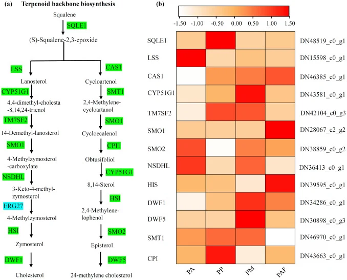Expression analysis of steroid biosynthesis pathway genes in Physalis species. (a) Overview of the steroid biosynthesis pathway, showing key enzymes and their abbreviations: SQLE1 (squalene epoxidase), CYP51G1 (sterol 14-demethylase), TM7SF2 (delta(14)-sterol reductase), SMO1/2 (methylsterol monooxy