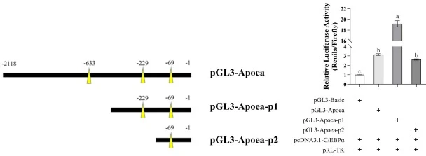 大菱鲆apoea启动子响应C/EBPα的启动子缺失分析。数据以mean ± SD表示(n = 3次独立转染重复)。不同字母表示差异显著(p < 0.05)。