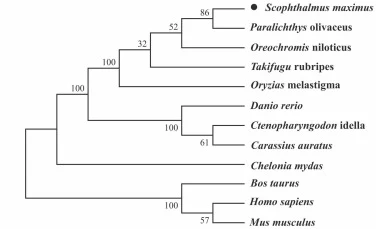Phylogenetic tree of Apoea proteins. The site of Scophthalmus maximus is marked with a solid black dot (●). The amino acid sequences used for Apoea are as follows: Scophthalmus maximus: XP_035476769.1; Paralichthys olivaceus: XP_019959926.2; Oreochromis niloticus: XP_003447297.1; Takifugu rubripes: