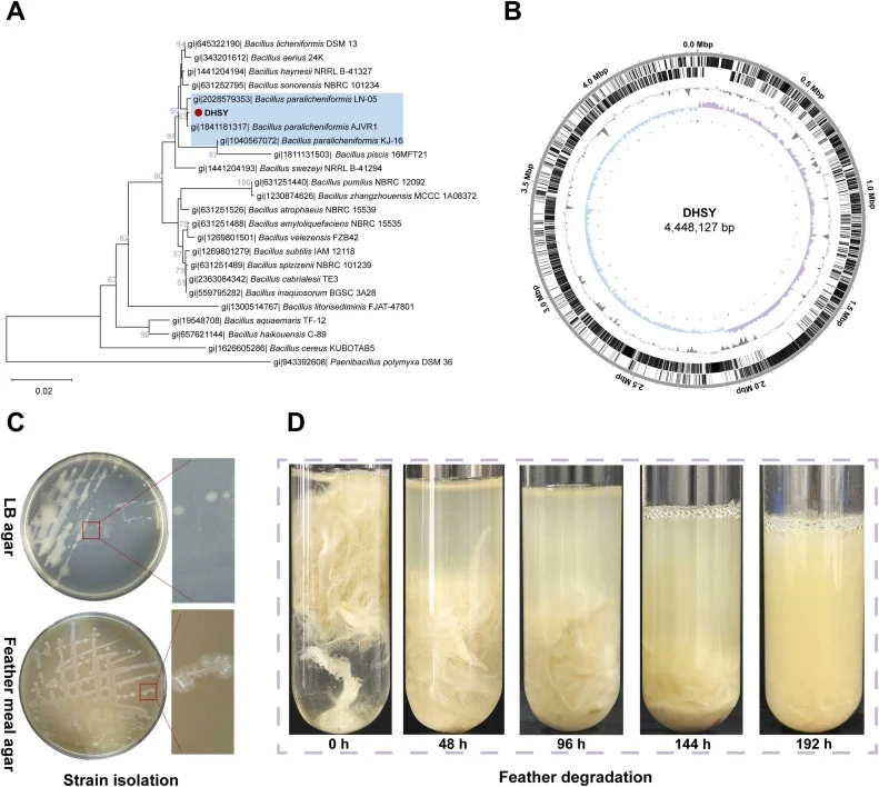 Determination of taxonomic status, whole genome analysis, and characterizing the growth and feather-degrading ability of strain DHSY. (A) Phylogenetic structure based on comparative analysis of 16S rRNA gene sequences. Bootstrap values (from 1,000 replicates) greater than 50% are shown at branch nod