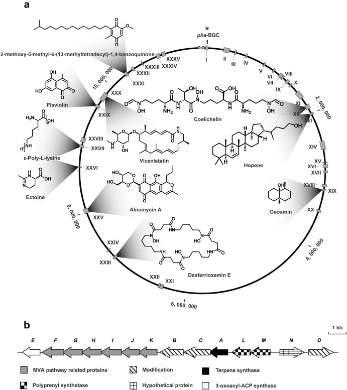 基因组挖掘发现了新的pha簇。a,菌株OSK-123中次生代谢产物生物合成基因簇分析。b,菌株OSK-123中的pha生物合成基因簇。