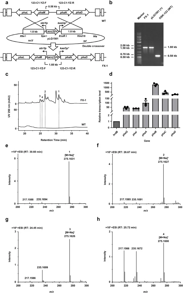 New metabolites were identified through promoter replacement in strain OSK-123. a, Schematic diagram of the construction of mutant strain FX-1. b, Verification of FX-1. c, HPLC profiles of fermentation products of FX-1 and OSK-123 (250 nm). d, Relative transcription levels of phaG, phaI, phaA, phaB,