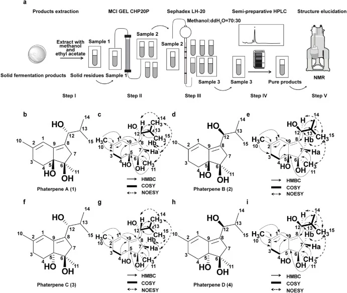 Isolation and structural elucidation of phaterpenes A–D (compounds 1–4). a, Workflow diagram for natural product purification. The crude product (Sample 1) was extracted from the fermentation medium using methanol and ethyl acetate (Step I). Sample 1 was separated according to polarity using MCI GEL
