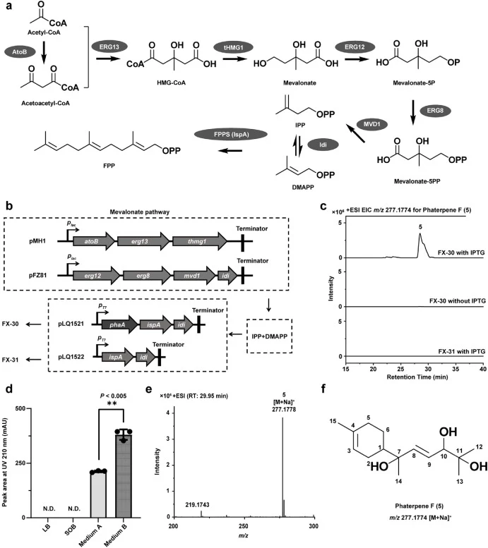 Functional validation of the terpene synthase PhaA. a, Proteins involved in FPP production in E. coli. AtoB, acetyl-CoA acetyltransferase; ERG13, HMG-CoA synthase; tHMG1, truncated 3-hydroxy-3-methylglutaryl-CoA reductase; ERG12, mevalonate kinase; ERG8, phosphomevalonate kinase; MVD1, mevalonate py
