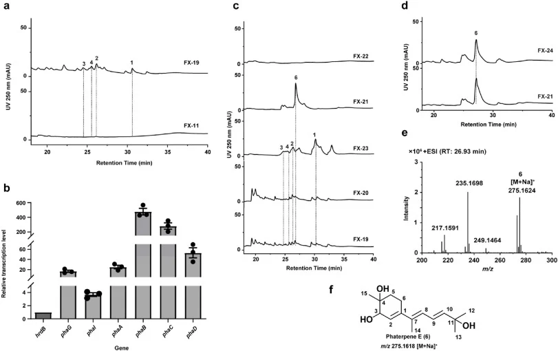 Identification and structural elucidation of phaterpene E (6). a, HPLC profiles of fermentation products of FX-11 (S. albus J1074::pSET152) and FX-19 (S. albus J1074::pLQ1512) (250 nm). b, Relative transcription levels of phaG, phaI, phaA, phaB, phaC, and phaD in FX-19. c, HPLC profiles of fermentat