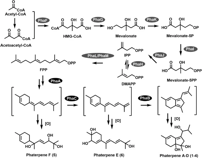 The putative biosynthesis pathway of phaterpene. MVA pathway proteins (PhaF–PhaK) are responsible for IPP and DMAPP assembly via acetyl-CoA and acetoacetyl-CoA. The precursor FPP forms in a reaction catalyzed by polyprenyl synthetase (PhaL and PhaM). A terpene synthase (PhaA) mediates the conversion