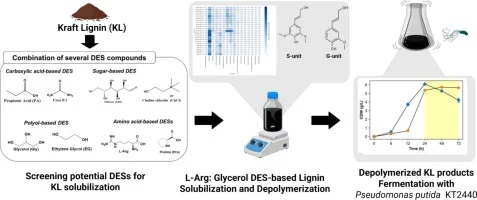 Integrated kraft lignin solubilization, depolymerization, an