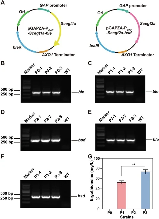 Construction and functional validation of a methanol-independent Pichia pastoris X33 chassis for heterologous ergothioneine (EGT) biosynthesis. (A) Schematic of two linearized integrative expression vectors pGAPZA-P GAP-Scegt1a-ble and pGAPZA-P GAP-Scegt2a-bsd: the constitutive glyceraldehyde-3-phos