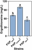 Effect of promoter screening on ergothioneine (EGT) yield in dual-gene engineered Pichia pastoris. EGT yield of dual-gene strains driven by different constitutive promoters (P3: P GAP -driven baseline strain; P4: P GCW14 -driven; P5: P TEF1 -driven) after 48 h shake flask cultivation. P GAP : consti