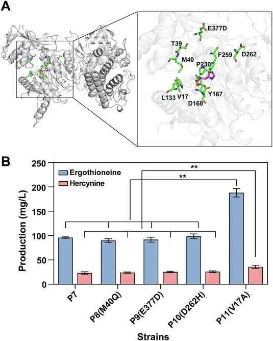 Structure-guided hotspot residue engineering of ScEgt1a enhances ergothioneine (EGT) yield. (A) AlphaFold3-predicted conformation of the ScEgt1a methyltransferase domain bound to l-histidine substrate, with yellow dashed lines indicating hydrogen bonds and 4 mutational hotspot residues (V17, M40, E3