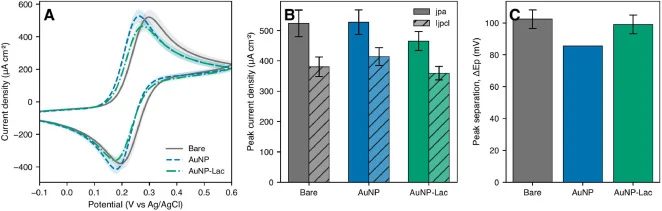 Cyclic voltammetry of sequentially functionalized electrodes in the ferrocyanide redox probe. (A) ECSA-normalized cyclic voltammograms for Bare, AuNP, and AuNP-laccase states (mean ± SD, n = 3 independent electrodes); shaded bands represent ±SD. (B) ECSA-normalized anodic (jpa) and cathodic (|jpc|)