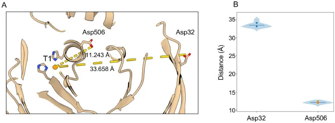 Structural and dynamic analysis of candidate carboxylate regions. (A) Representative structural snapshot showing Asp506 and Asp32 relative to the residue-defined T1-region proxy (COM of His433, Cys499, and His504); the displayed distances are illustrative single-structure values. (B) Trajectory-deri