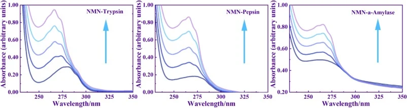 UV–Vis Absorption spectroscopy of trypsin/pepsin/α-amylase in the presence of NMN. Ctrypsin/pepsin/α-amylase = 1.00 × 10-4 mol/L. CNMN = 0.00, 0.40, 0.80, 1.20 and 1.60 (×10–6 mol/L).
