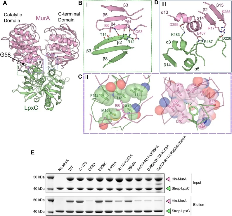 MurA-LpxC interactions and pull-down assay of MurA mutants. (A) Cartoon representation of the MurA and LpxC protein complex with the three interaction interfaces annotated. The two domains of MurA are annotated as the Catalytic and C-terminal domains. (B) A close-up view of Interface I of the MurA-L