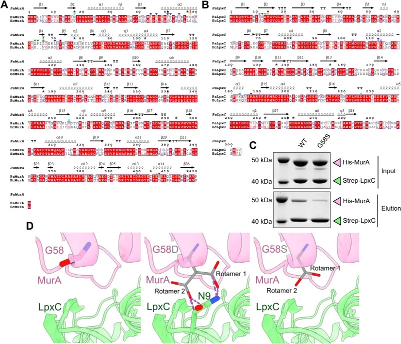 Comparative analysis of MurA and LpxC from P. aeruginosa and E. coli. (A) Sequence alignment of MurA from P. aeruginosa and E. coli. MurA sequences were aligned using Clustal Omega and ESPript 3.0, with PDB: 5BQ2 used for secondary structural depiction. Residues previously reported to be functionall