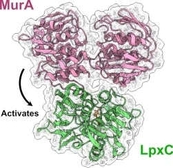 通过冷冻电镜测定的铜绿假单胞菌MurA-LpxC酶复合物原子结构，为理解该复合物的形成提供了分子层面的见解。