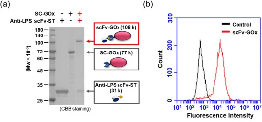 (a) SDS-PAGE analysis for confirmation of scFv–GOx through the SpyCatcher (SC)/SpyTag (ST) reaction. Because GOx is a noncovalent homodimeric enzyme, each component migrates to the position corresponding to the molecular weight of its monomer under reducing conditions. (b) Evaluation of binding abil