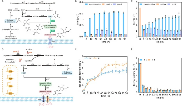 Enhanced the accumulation of pseudouridine in E. coli via overexpressing genes psuG and YjjG, enhancing intracellular uridine biosynthesis, and inhibiting pseudouridine transport. A, Overexpression of genes psuG and YjjG enhanced the accumulation of pseudouridine in E. coli. OMP, orotidine-5P; PRPP,