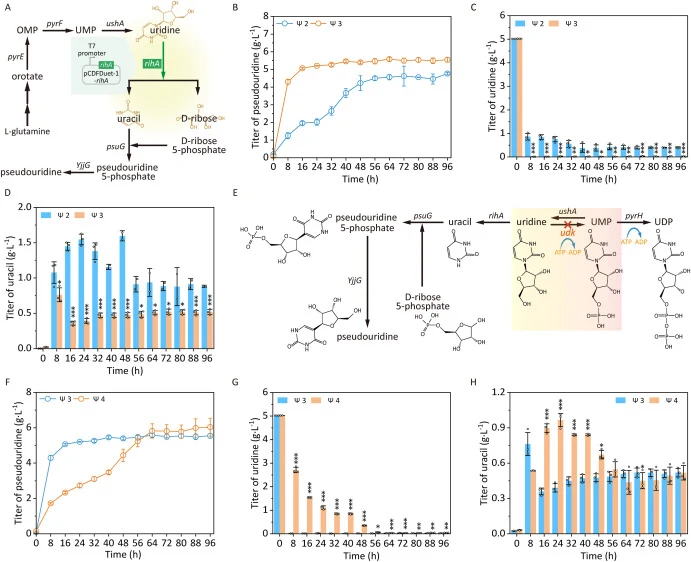 Enhancing pseudouridine production via overexpressing ribonucleoside hydrolase gene rihA and knocking out uridine kinase gene udk. A, Effect of overexpression of ribonucleoside hydrolase gene rihA on pseudouridine production. OMP, orotidine-5P; UMP, Uridine 5′-monophosphate; pyrE, orotate phosphorib