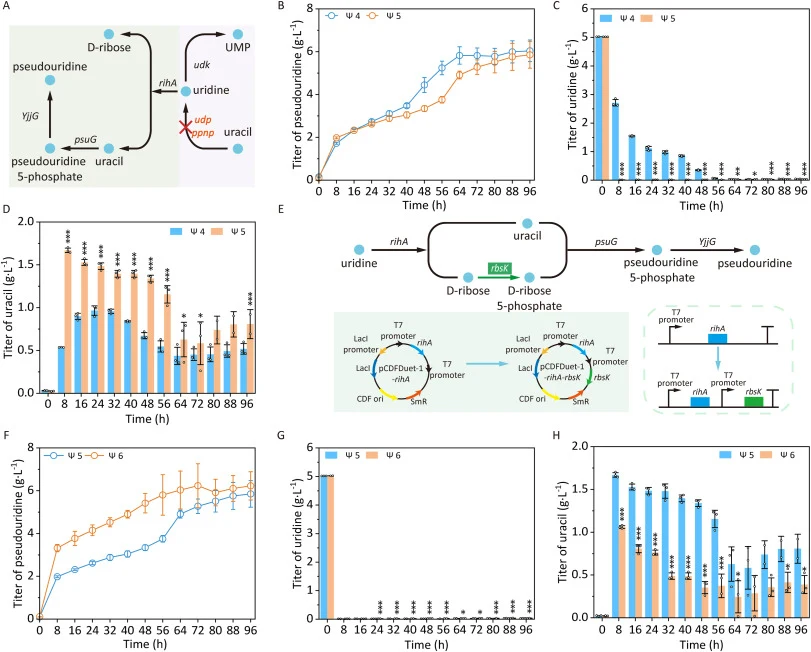 Enhancing pseudouridine production via knocking out genes udp and ppnp, and overexpressing ribokinase gene rbsK. A, Effect of knocking out genes udp and ppnp on pseudouridine production. UMP, Uridine 5′-monophosphate; udk, uridine kinase gene; udp, uridine phosphorylase gene; ppnp, purine/pyrimidine