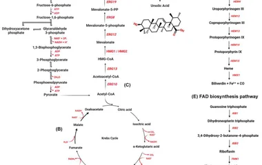 系统酶工程与辅因子工程实现解脂耶氏酵母中高效熊果酸生物合成