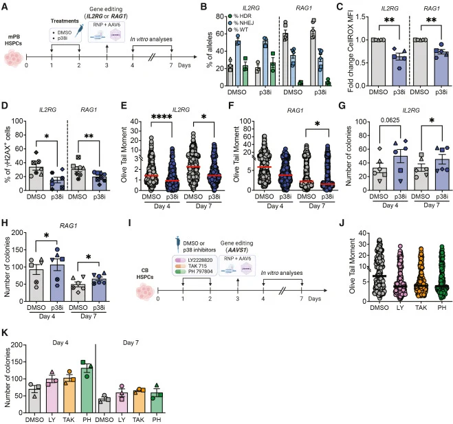 p38 MAPK inhibition limits ex vivo culture-associated DNA damage at clinically relevant targets (A) Experimental workflow indicating in vitro treatments with DMSO (vehicle) or p38i at days 1 and 2 post-thawing of human mPB-derived HSPCs. On day 3, cells were gene edited by nucleofection of Cas9 RNP