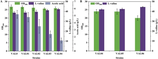 Engineering of the starting strain before ALE under oxygen-limited conditions. A: Engineering of the acetic acid synthesis pathway by sequentially deleting poxB, ackA, tdcD, and pta in the starting strain VAL0. B: The effect of overexpression of pgk and gapA on cell growth and l-valine synthesis.