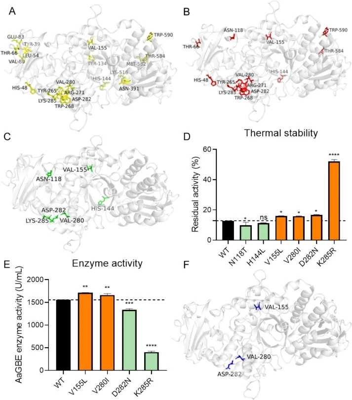 Identification of thermostability-enhancing mutation sites through the MRMS strategy. (A) Stepwise screening of mutation sites based on consensus mutagenesis. (B) loop-region flexibility analysis. (C) DynaMut stability and rigidity prediction. (D) Residual enzyme activity of WT and mutants after hea