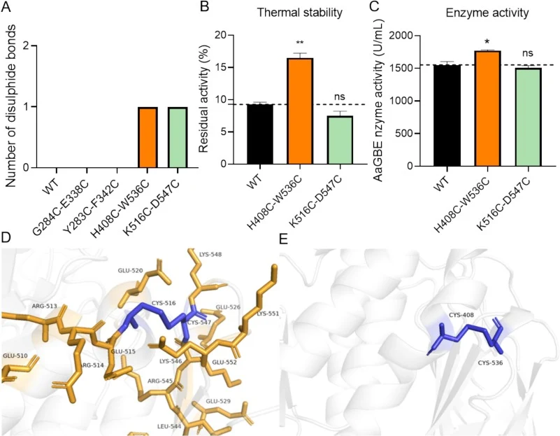 Characterization and structural analysis of disulfide-bond mutants. (A) Number of disulfide bonds detected in the designed mutants, with H408C-W536C and K516C-D547C each forming one disulfide bond. (B) Residual enzyme activity of WT and disulfide-bond mutants after heat treatment at 90 °C for 30 min
