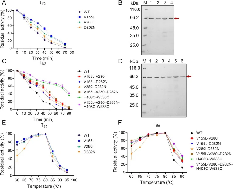 Thermal stability of combinatorial mutants of AaGBE. (A) Half-inactivation time (t1/2 at 85 °C) of single loop-region mutants. (B) SDS-PAGE analysis of purified single mutants. 1: WT; 2: V155L; 3: V280I; 4: D282N. (C) t1/2 of loop-region combinations and disulfide-bond mutants. (D) SDS-PAGE analysis