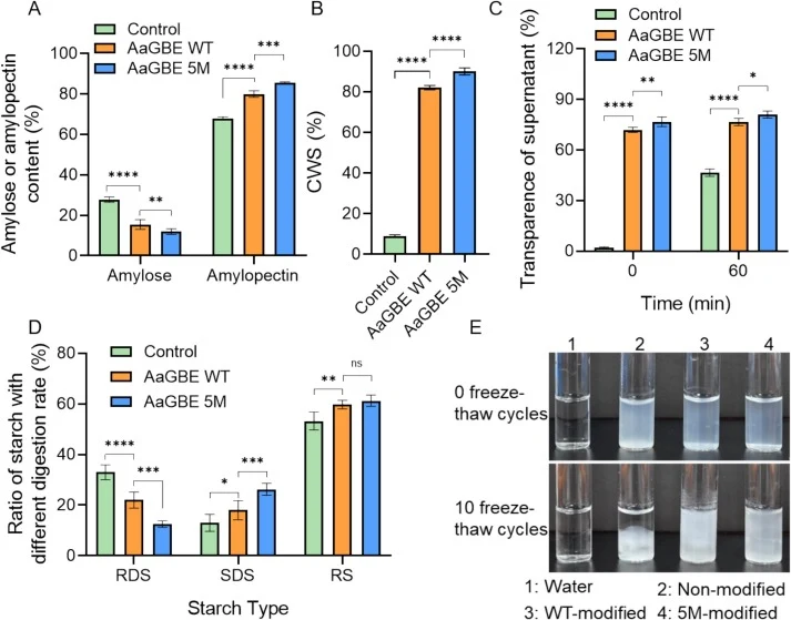 Physicochemical properties and in vitro digestibility of potato starch modified by WT and 5 M AaGBE. (A) Content of amylose and amylopectin. (B) CWS of potato starch. (C) Light transmittance of potato starch. (D) Content of RDS, SDS and RS in potato starch. (E) Image of starch solution after 0 and 1